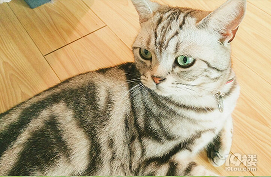 猫咪高冷不让抱?学会这一招让猫咪对你撒娇