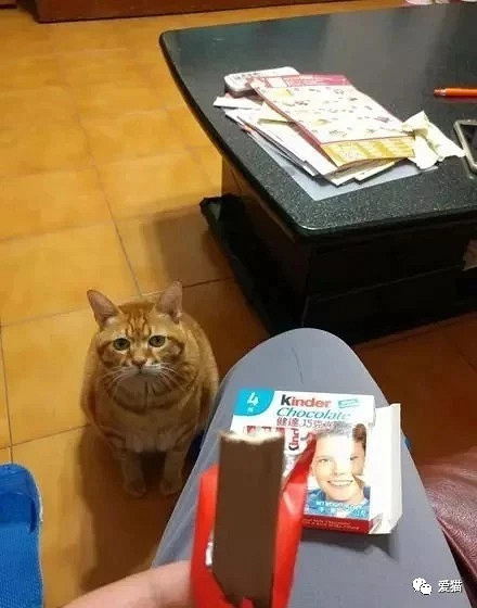 这只橘猫很贪吃,不仅每天都用这原图讨吃的,还表情包表情绿帽子图片