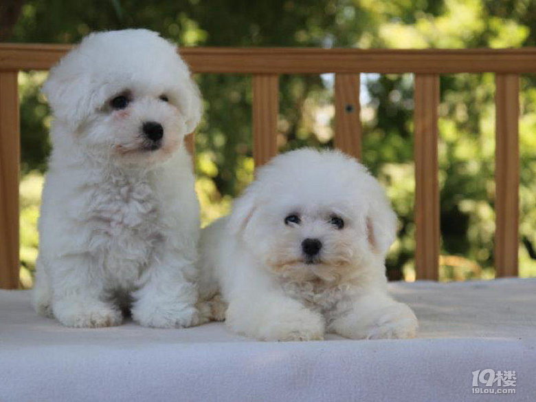 我家的超精致比熊宝宝,快生孩子了以后生崽崽