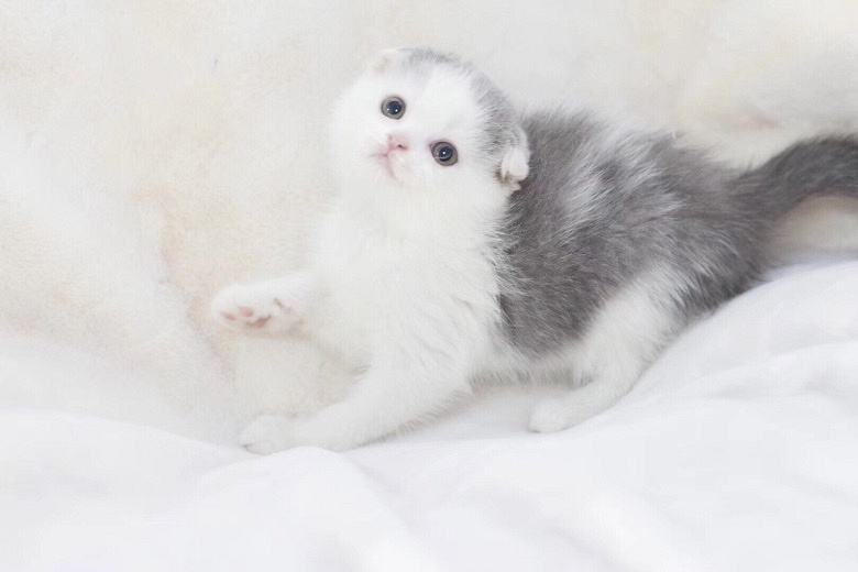 想养猫 最好无偿