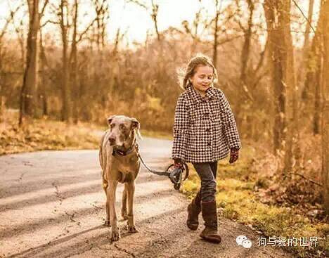 养只狗狗吧,它们会为你带来这8个好处