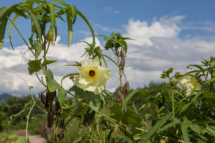 远野物语|立秋:在别处遇见童年
