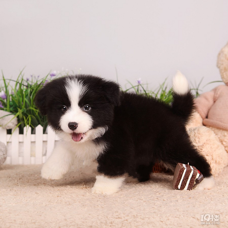 七白到位大围脖 赛级边牧