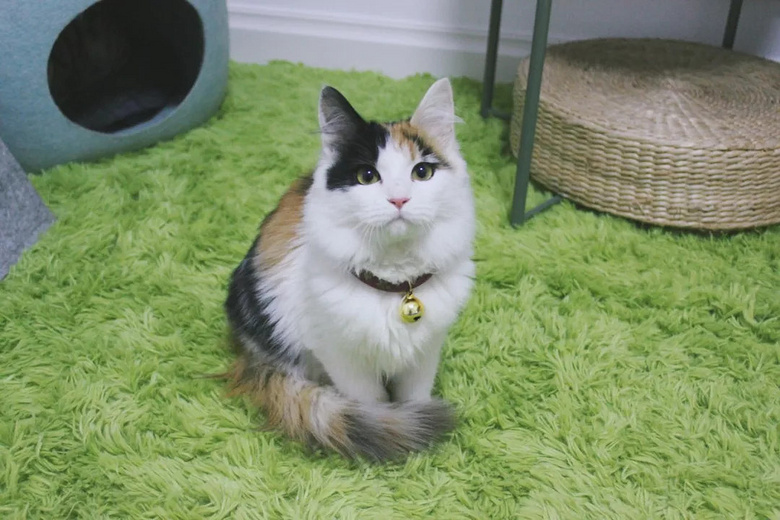 猫咪花色里隐藏的秘密:十橘九胖真的是因为带