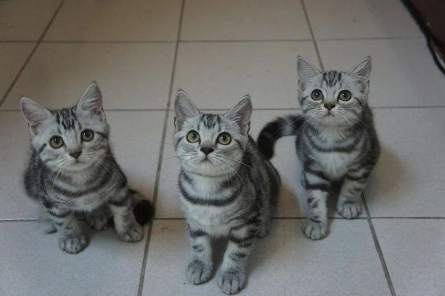 猫咪花色里隐藏的秘密:十橘九胖真的是因为带