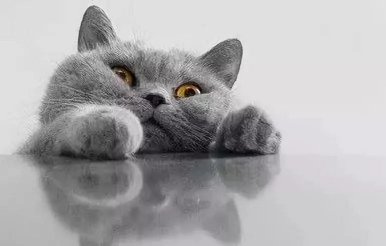 猫咪花色里隐藏的秘密:十橘九胖真的是因为带