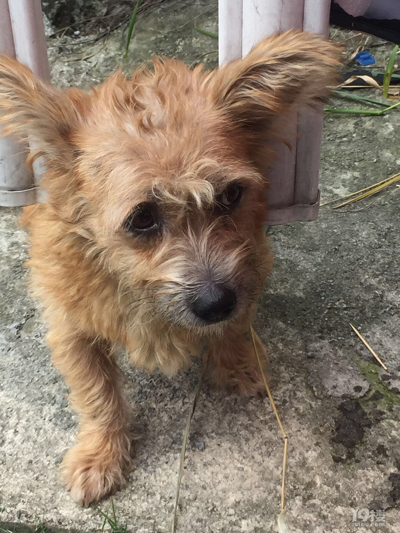 请帮帮或收留这只可怜的狗狗吧!