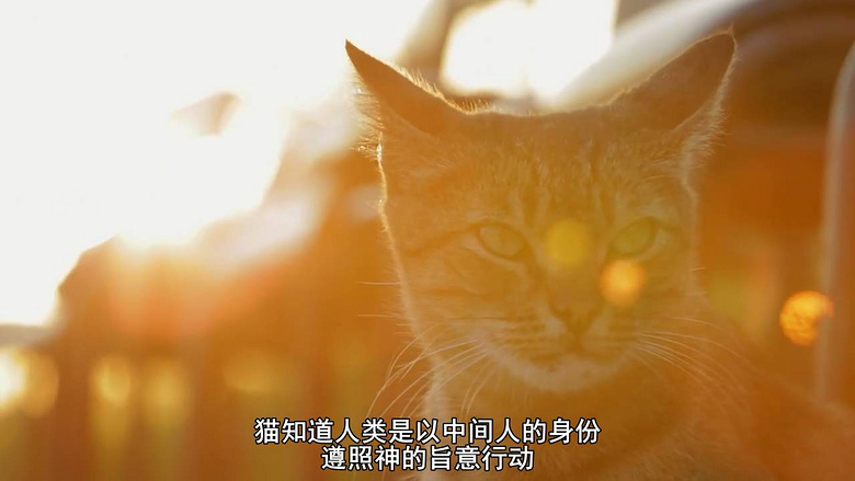 没点自制力的,不要打开!这部纹章级猫片,是国凹火焰教程核弹点图片