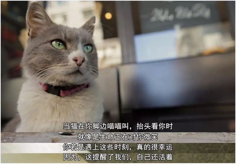 没点自制力的,不要打开!这部核弹级猫片,是国做包子视频教学图片