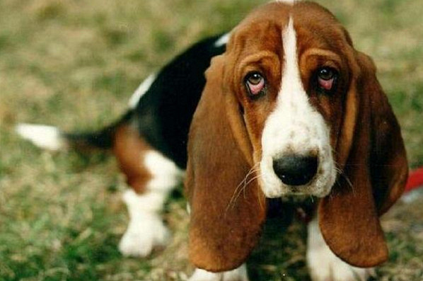 世界上耳朵最大的狗，看上去呆呆的，没想到是追踪高手!