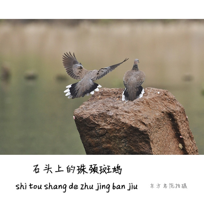石头上的珠颈斑鸠(3)