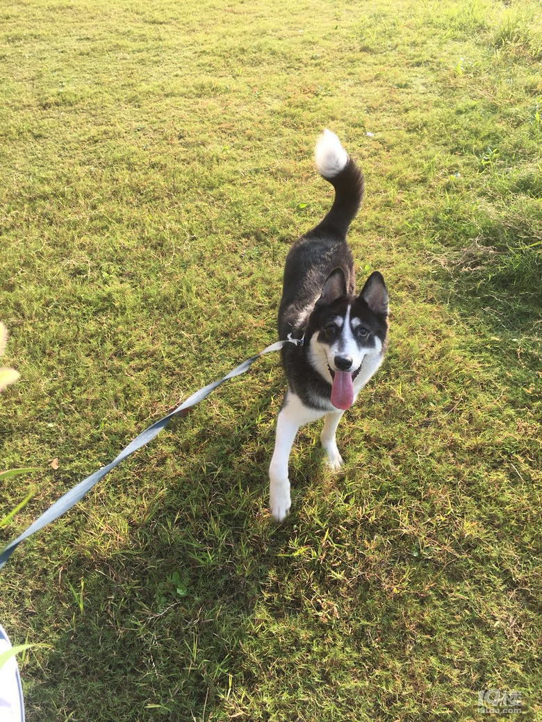 家养8个月二哈找主人,送笼子狗粮