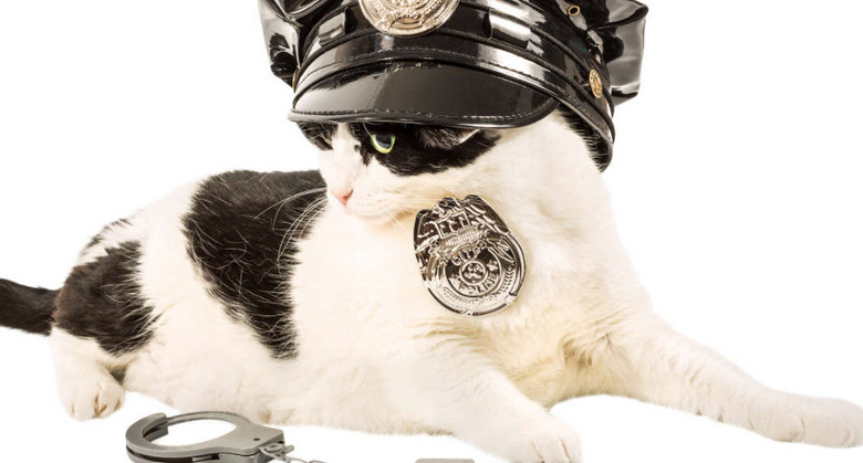 国外一只猫咪帮助警察破获毒品案忘掉警犬吧也许