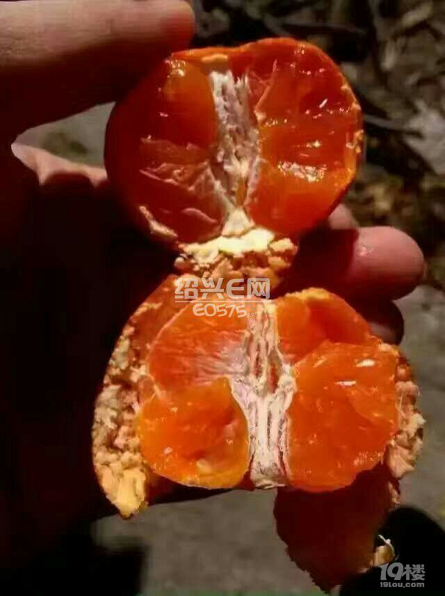 ӿȪ۽۴_