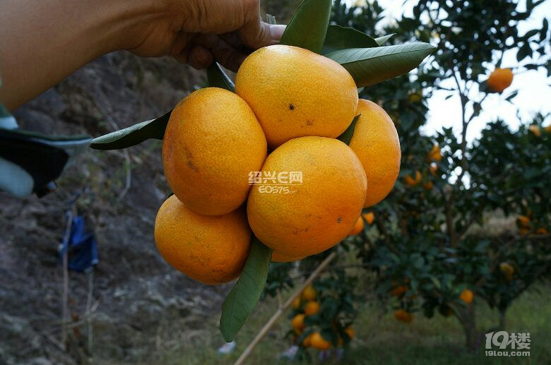 ӿȪ۽۴_