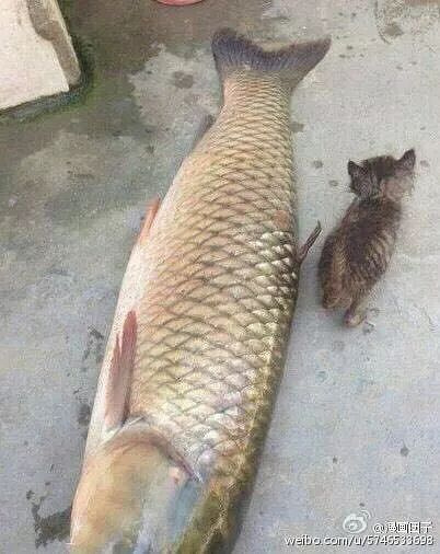 h회WһZf˶ǜI