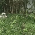 鿴ß