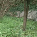 鿴ß