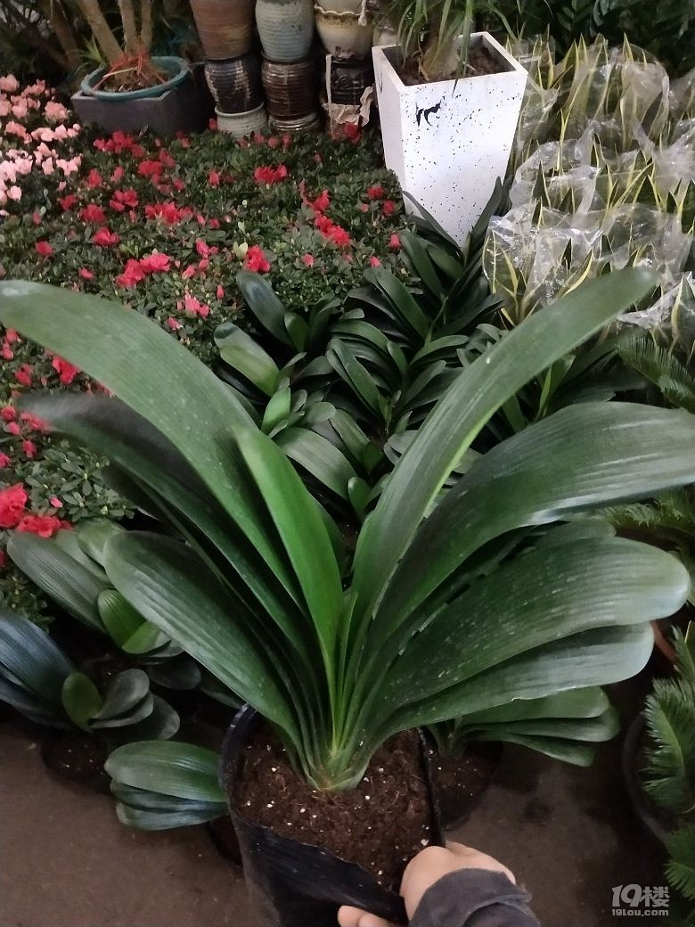 杭州花木市场杭州花木城萧山花木城萧山花木市