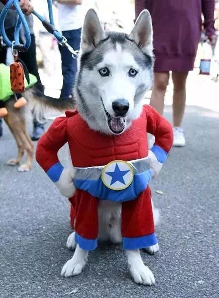 万圣节不仅仅是小朋友的节日!毕竟人家也是个