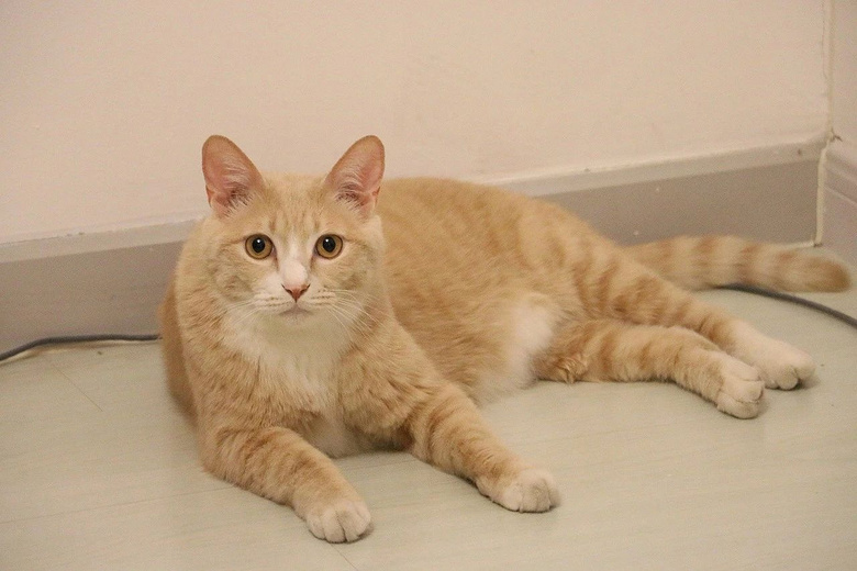 因为我反对在宿舍养猫,养猫的室友泼了我一床