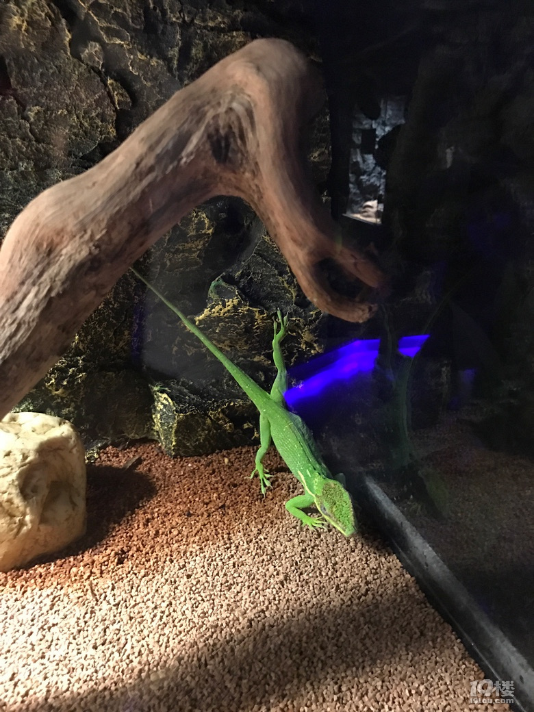 打卡网红地-未来动物城