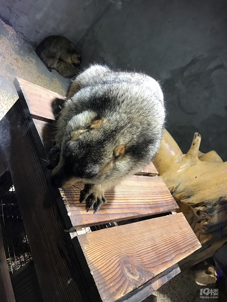 打卡网红地-未来动物城