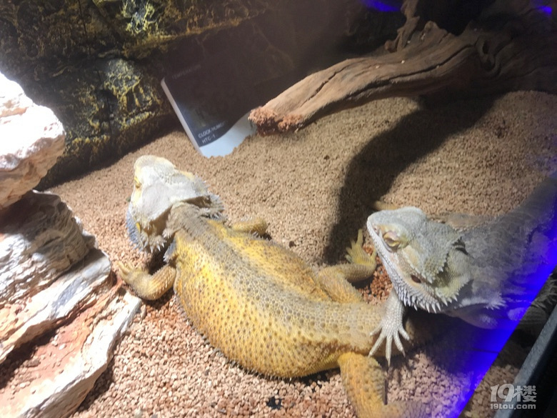 打卡网红地-未来动物城