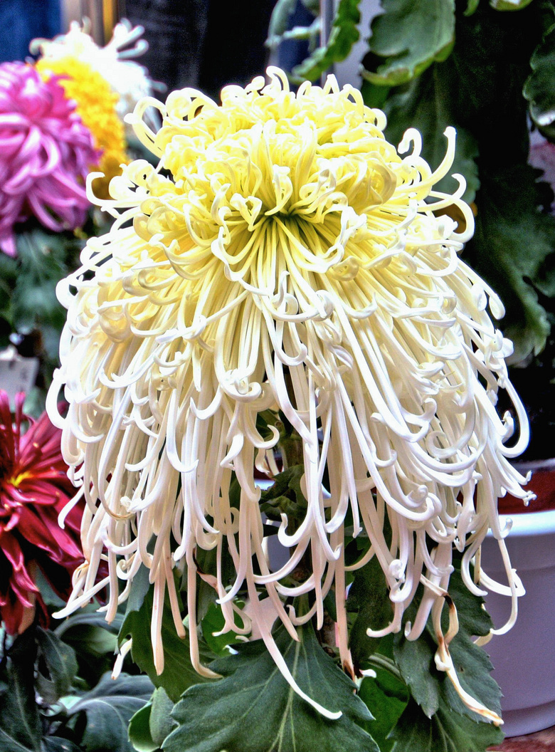 杭州之我色135-第八届中国菊花精品展1