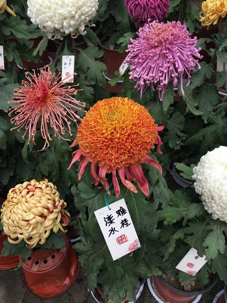 賞秋菊
