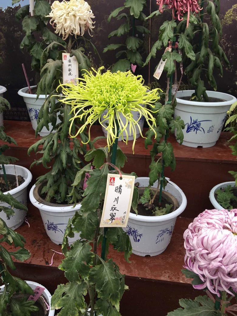 賞秋菊