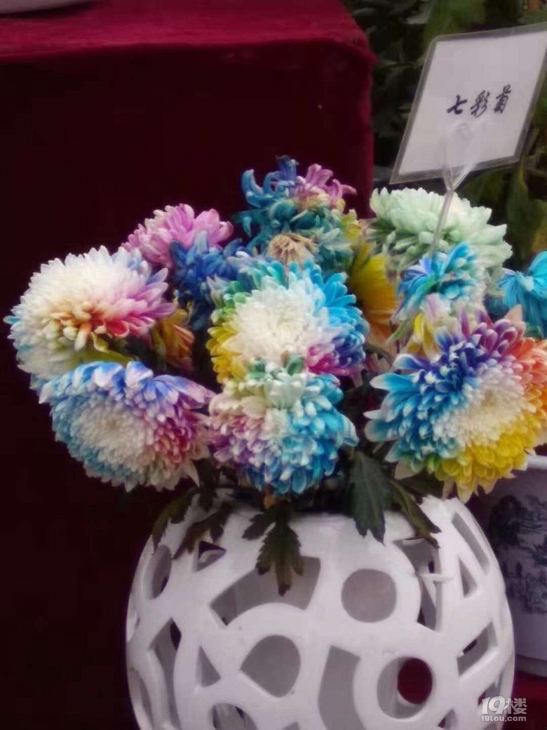 賞秋菊