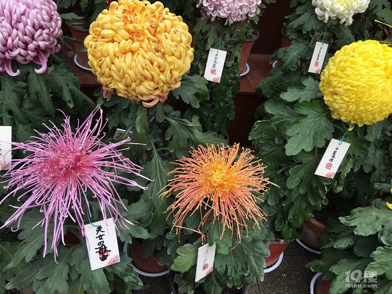 賞秋菊