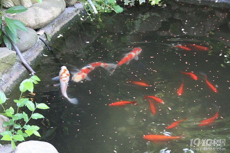 魚兒算寵物嗎？秀秀我家的魚兒。
