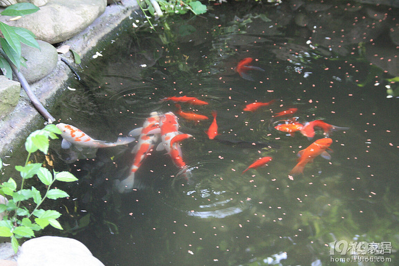 魚兒算寵物嗎？秀秀我家的魚兒。