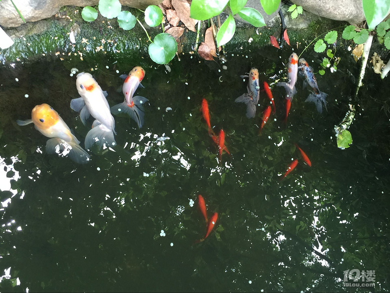 魚兒算寵物嗎？秀秀我家的魚兒。