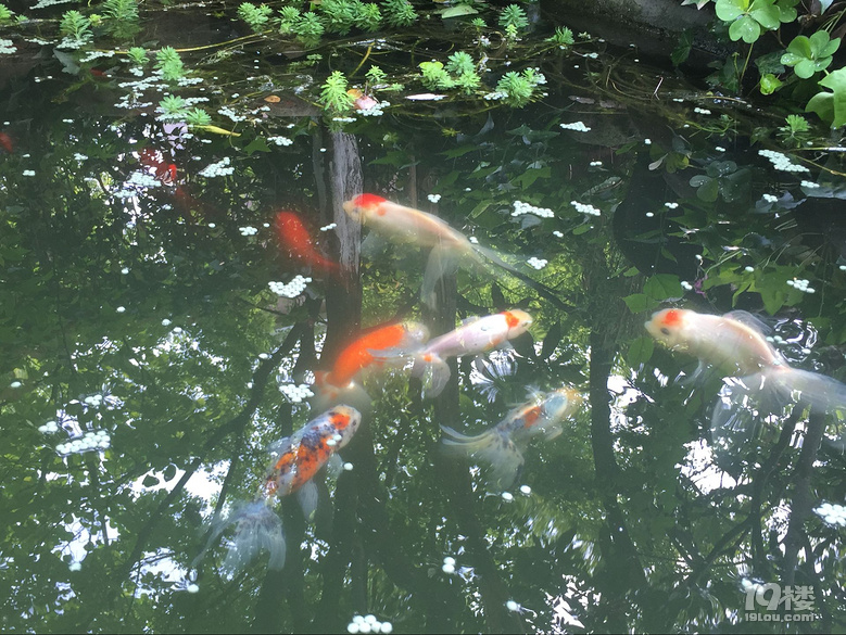 魚兒算寵物嗎？秀秀我家的魚兒。