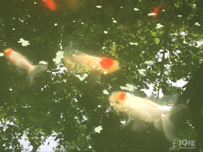 魚兒算寵物嗎？秀秀我家的魚兒。