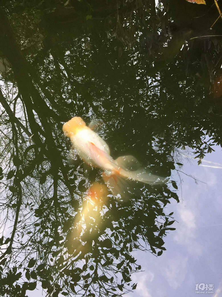 魚兒算寵物嗎？秀秀我家的魚兒。