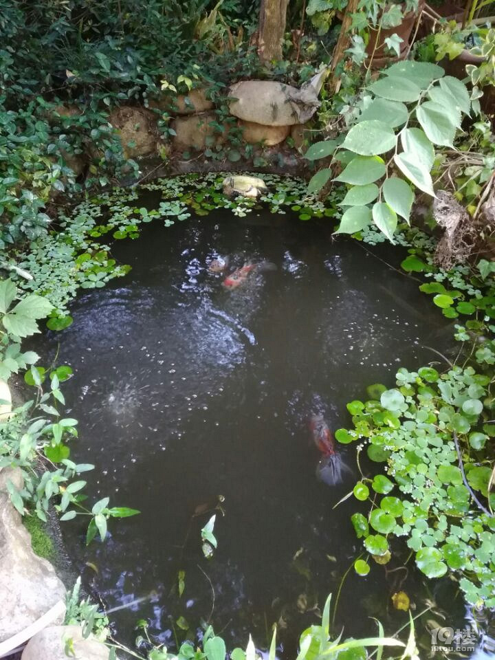 魚兒算寵物嗎？秀秀我家的魚兒。