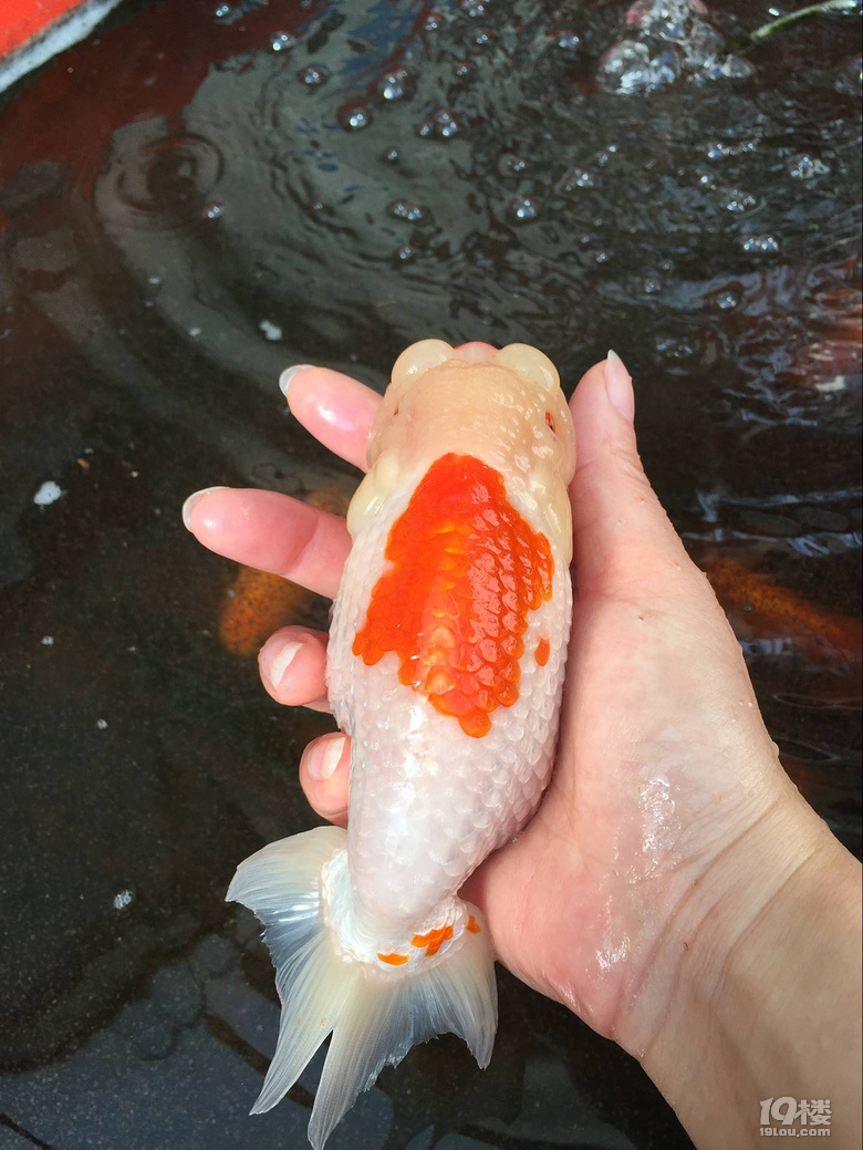 魚兒算寵物嗎？秀秀我家的魚兒。