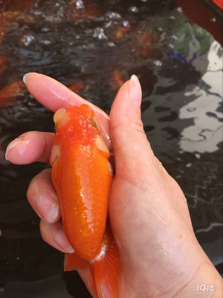 魚兒算寵物嗎？秀秀我家的魚兒。