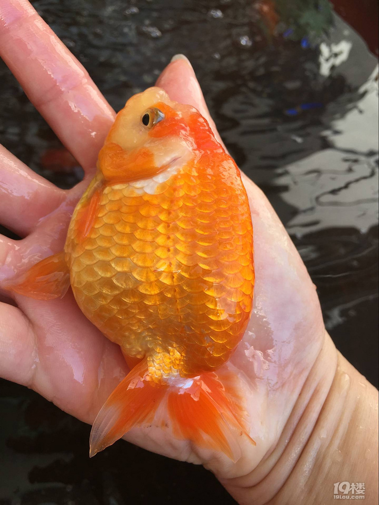 魚兒算寵物嗎？秀秀我家的魚兒。