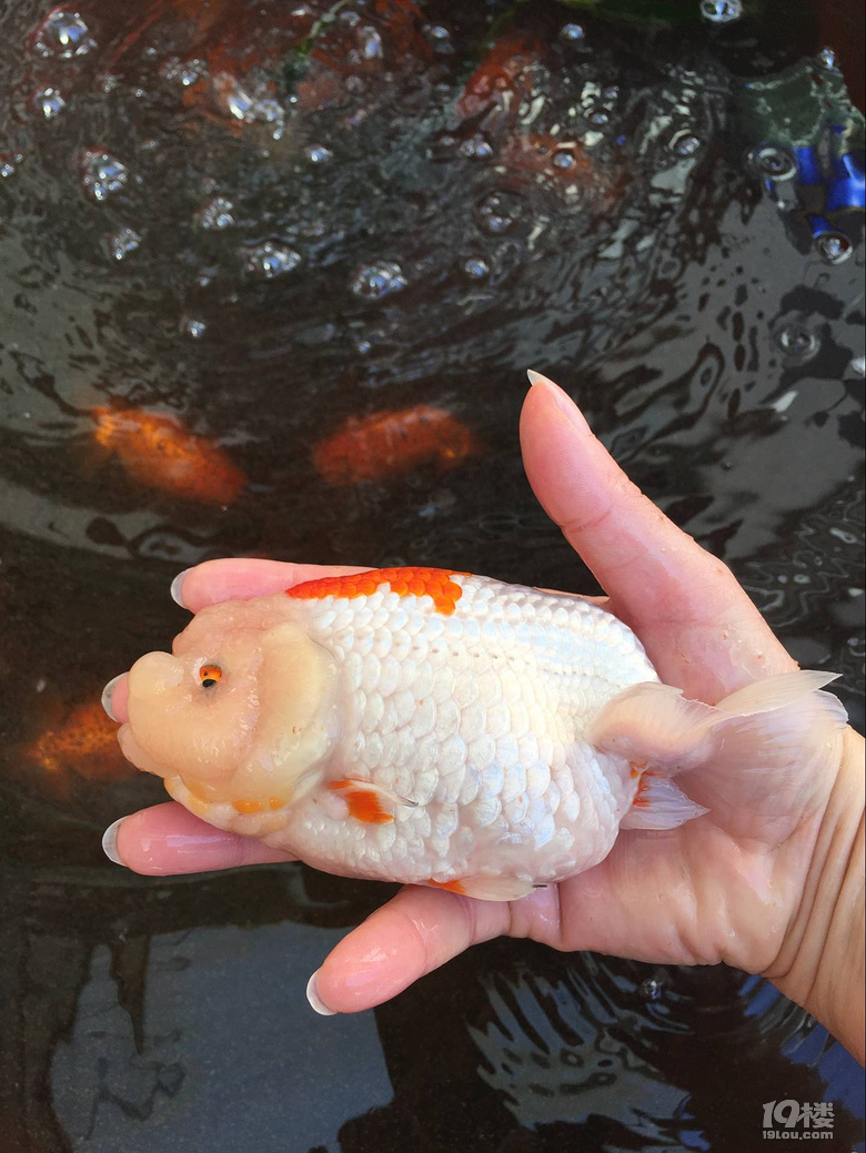 魚兒算寵物嗎？秀秀我家的魚兒。