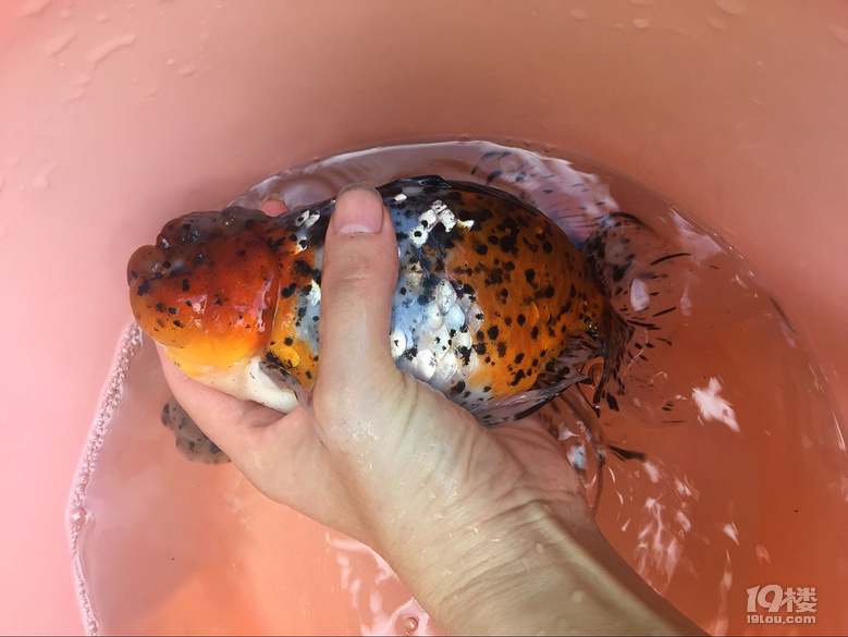 魚兒算寵物嗎？秀秀我家的魚兒。