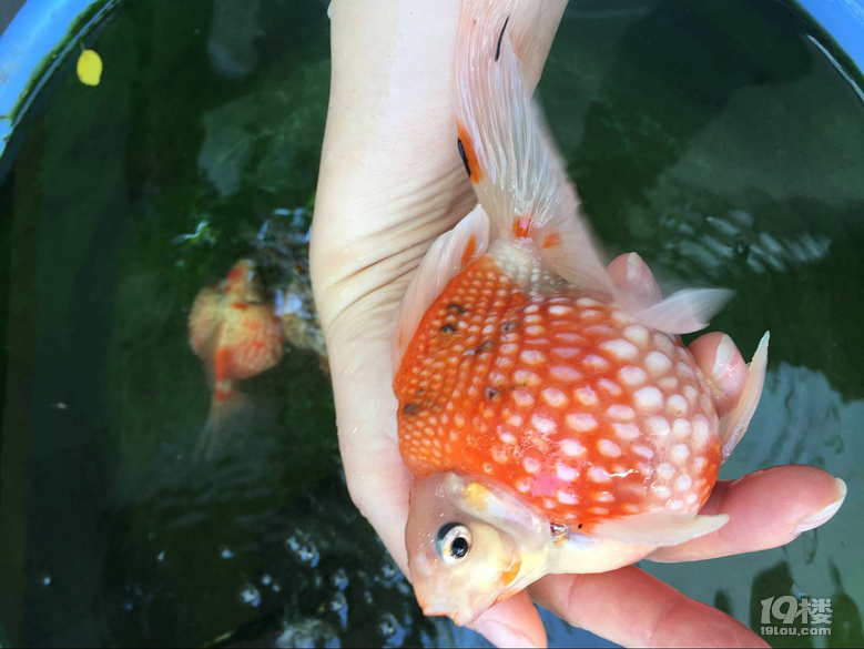 魚兒算寵物嗎？秀秀我家的魚兒。