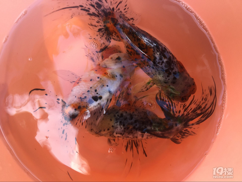 魚兒算寵物嗎？秀秀我家的魚兒。