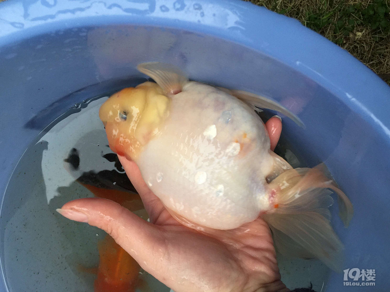 魚兒算寵物嗎？秀秀我家的魚兒。