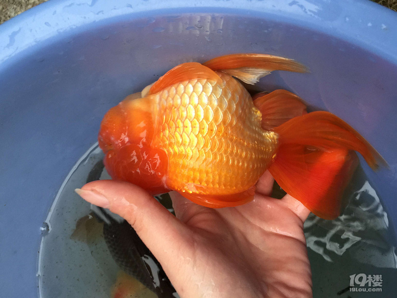 魚兒算寵物嗎？秀秀我家的魚兒。