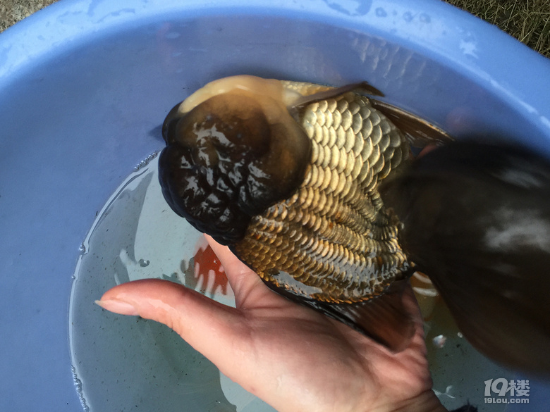 魚兒算寵物嗎？秀秀我家的魚兒。